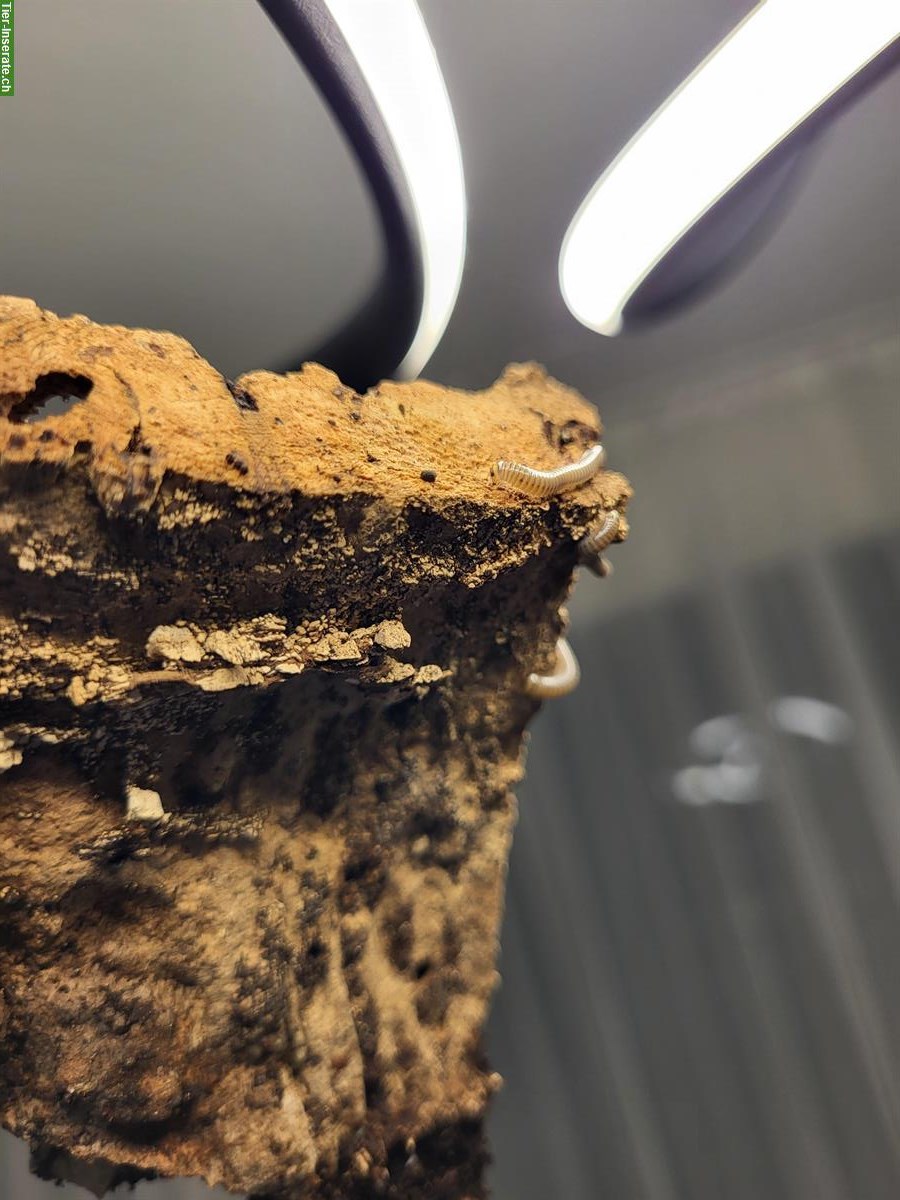 "BumbleBee"-Tausendfüssler, Anadenobolus monilicornis