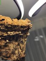 "BumbleBee"-Tausendfüssler, Anadenobolus monilicornis