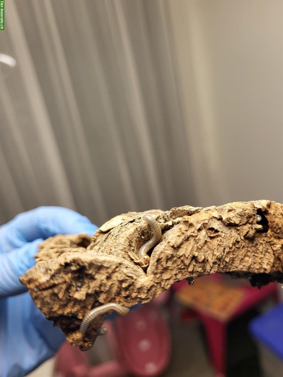 Bild 2: "BumbleBee"-Tausendfüssler, Anadenobolus monilicornis