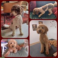 Pudel Welpe Nura sucht ein liebes Zuhause