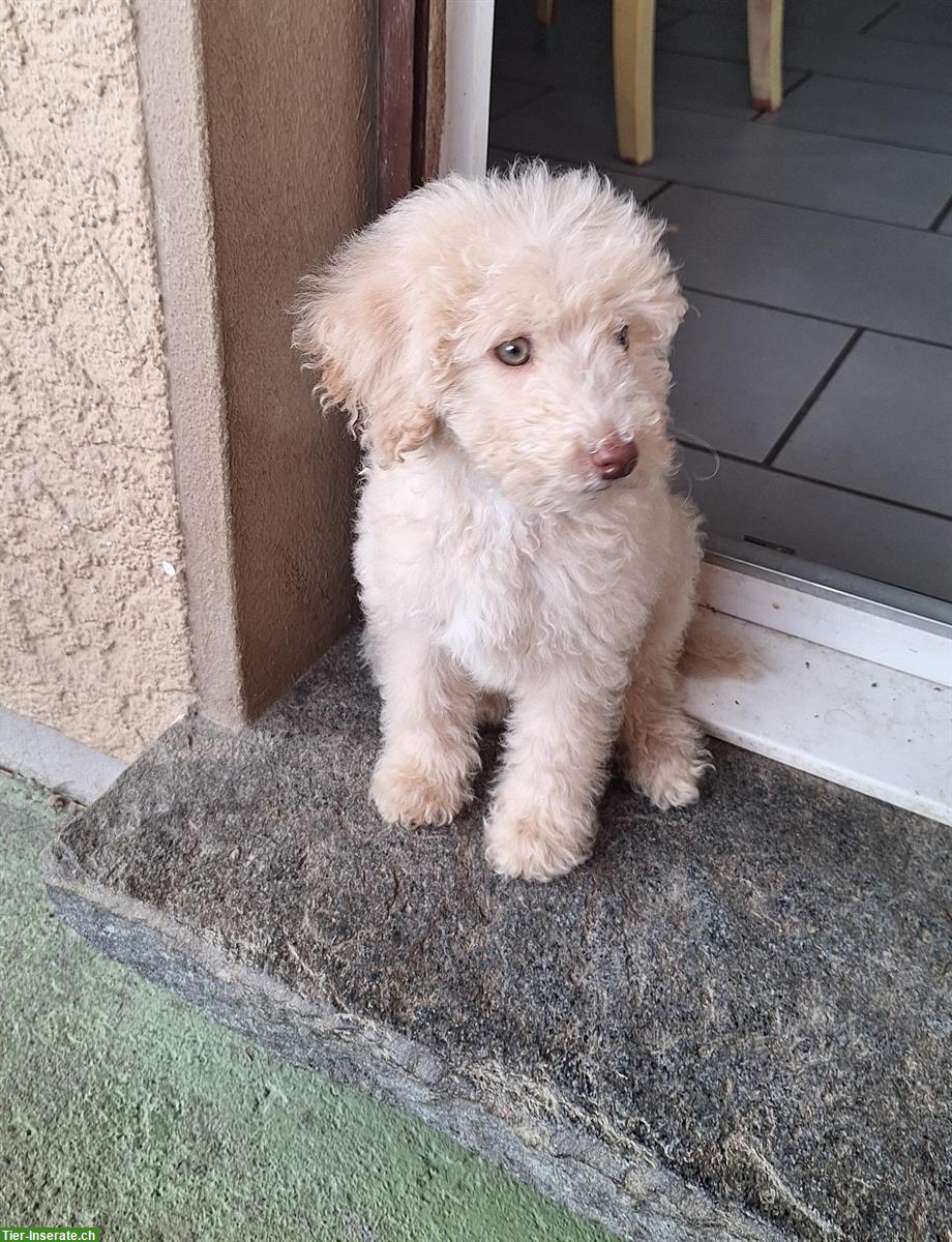 Bild 2: Pudel Welpe Nura sucht ein liebes Zuhause