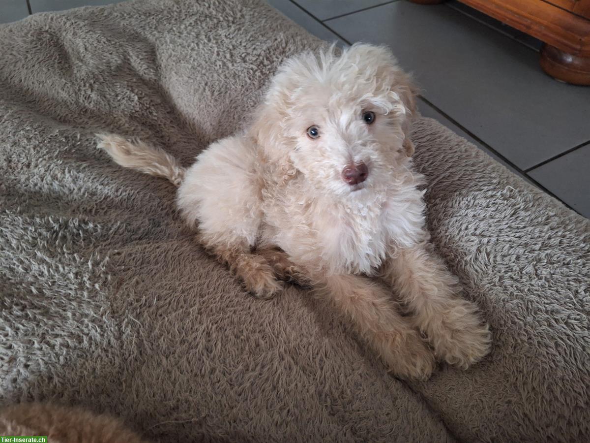 Bild 3: Pudel Welpe Nura sucht ein liebes Zuhause