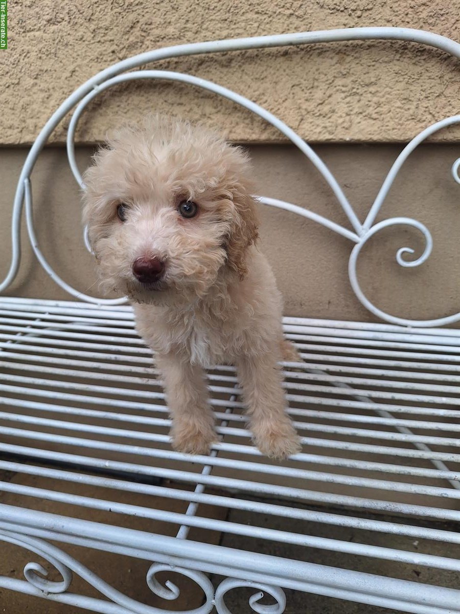 Bild 4: Pudel Welpe Nura sucht ein liebes Zuhause