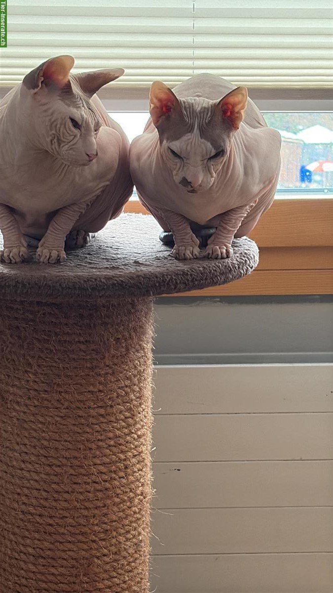 2 Sphynx Katzen, männlich und weiblich, kastriert