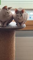 2 Sphynx Katzen, männlich und weiblich, kastriert
