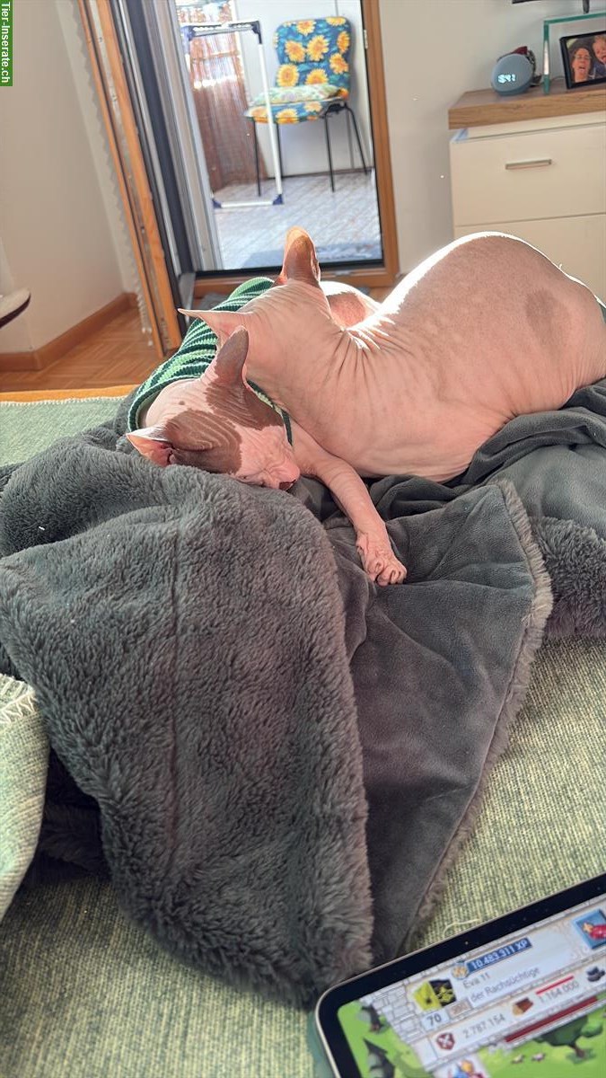 Bild 2: 2 Sphynx Katzen, männlich und weiblich, kastriert