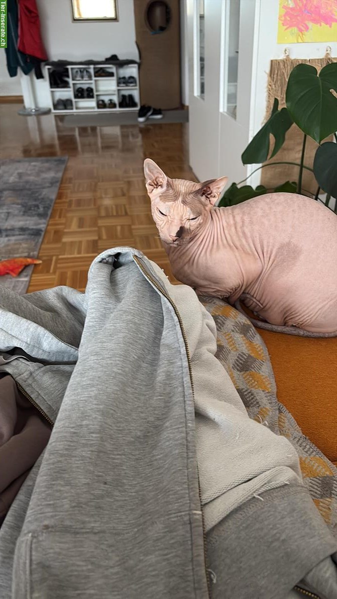 Bild 3: 2 Sphynx Katzen, männlich und weiblich, kastriert