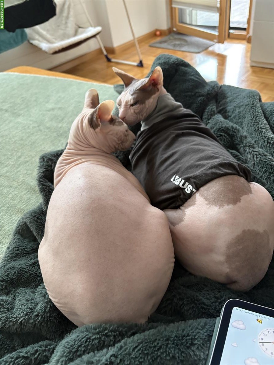 Bild 4: 2 Sphynx Katzen, männlich und weiblich, kastriert