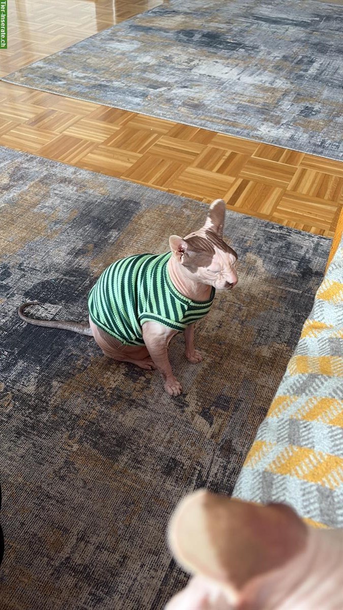 Bild 5: 2 Sphynx Katzen, männlich und weiblich, kastriert