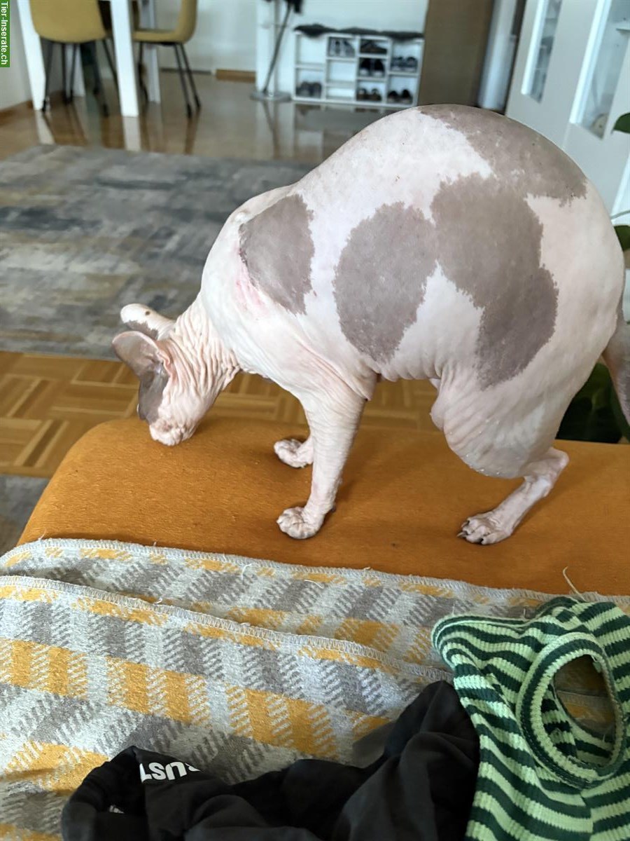 Bild 6: 2 Sphynx Katzen, männlich und weiblich, kastriert