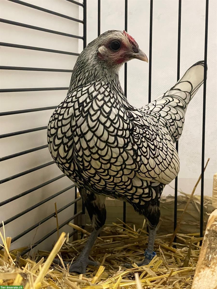 Sebright Stamm (2 Hennen/1 Hahn) silber-schwarzgesäumt