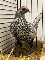 Sebright Stamm (2 Hennen/1 Hahn) silber-schwarzgesäumt