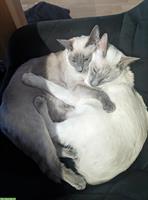 Siam x Russisch Blau Mix Katzengeschwister, Kater & Kätzin