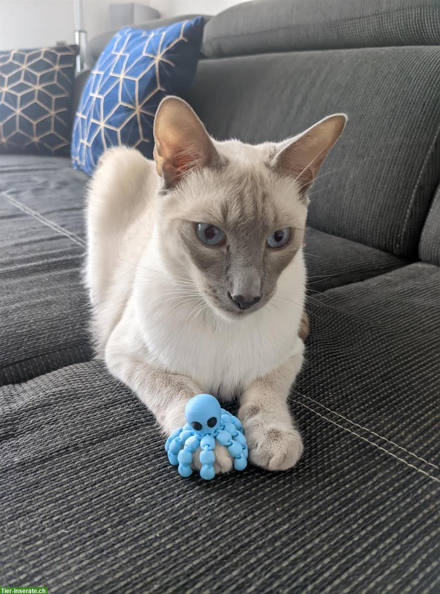 Bild 2: Siam x Russisch Blau Mix Katzengeschwister, Kater & Kätzin