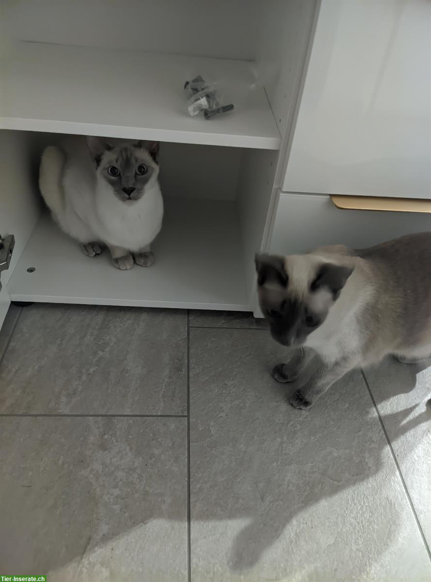 Bild 3: Siam x Russisch Blau Mix Katzengeschwister, Kater & Kätzin
