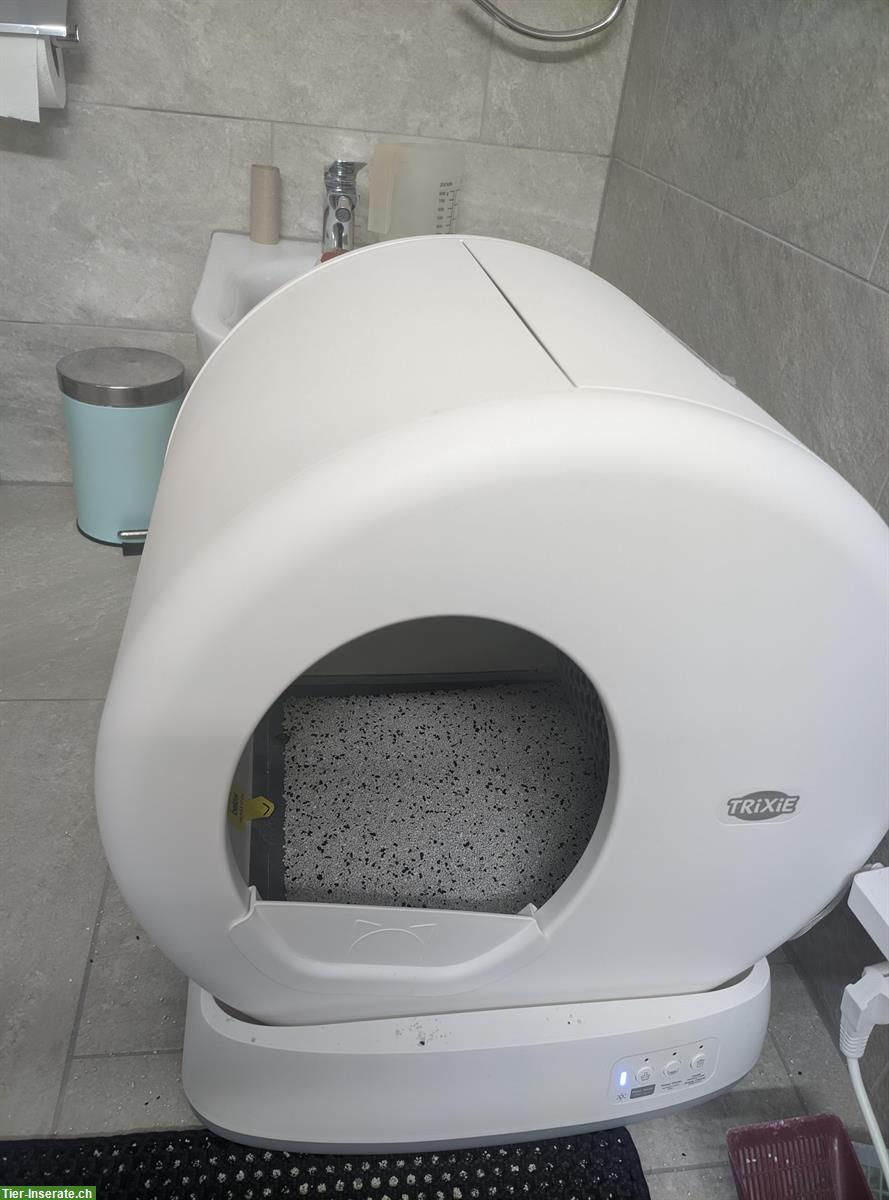 Bild 4: Siam x Russisch Blau Mix Katzengeschwister, Kater & Kätzin