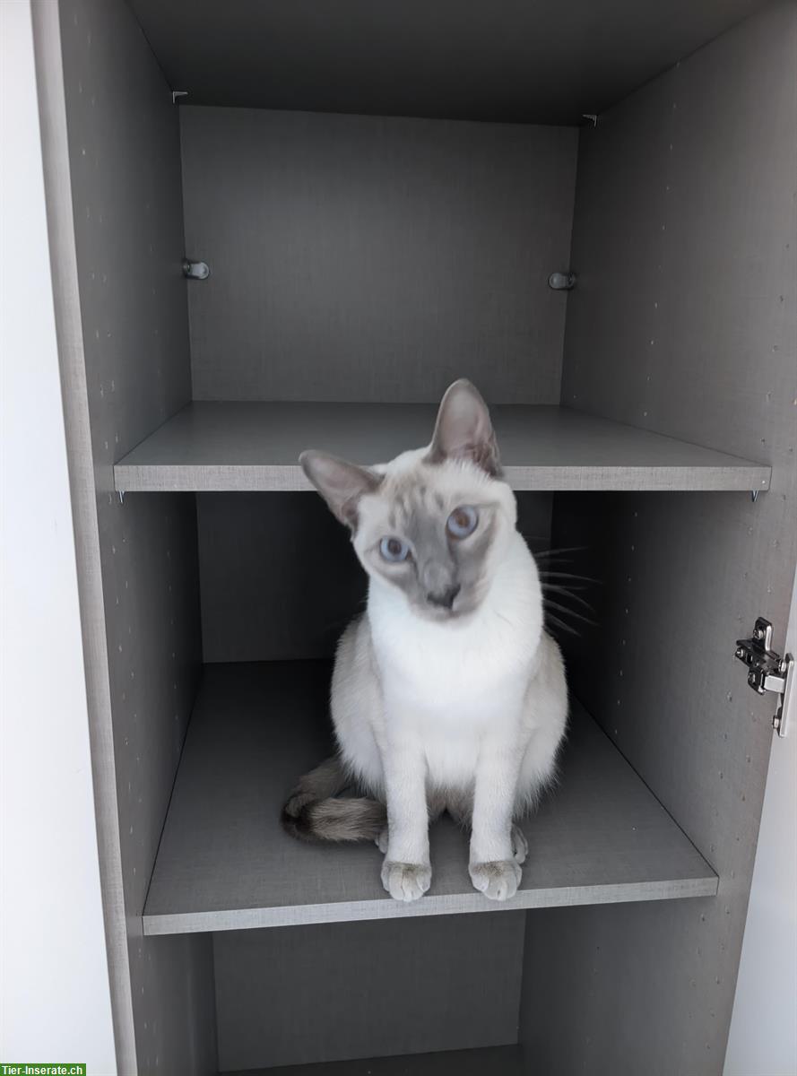 Bild 5: Siam x Russisch Blau Mix Katzengeschwister, Kater & Kätzin