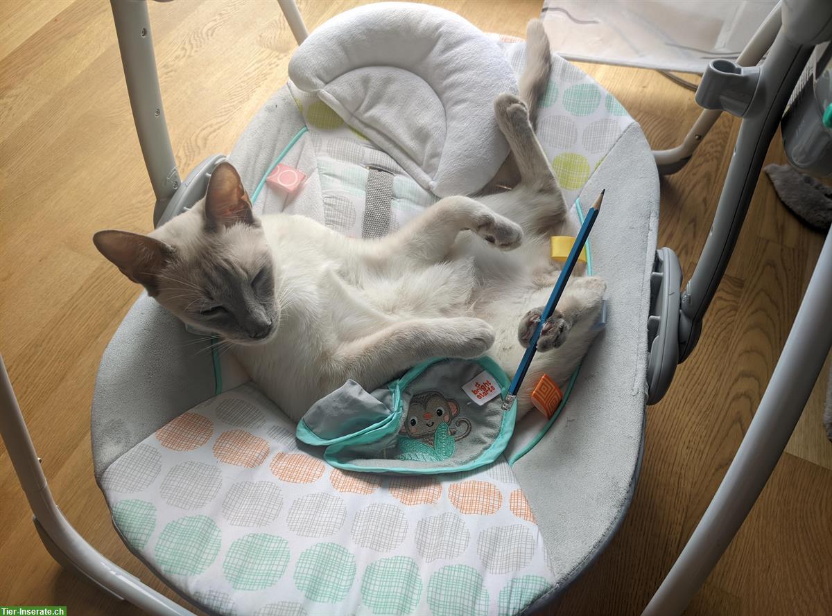 Bild 6: Siam x Russisch Blau Mix Katzengeschwister, Kater & Kätzin