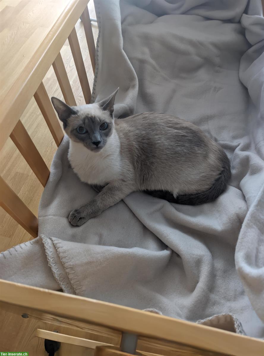 Bild 7: Siam x Russisch Blau Mix Katzengeschwister, Kater & Kätzin