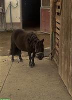 Pflegebeteiligung in Winikon für Mini Shetty Stute