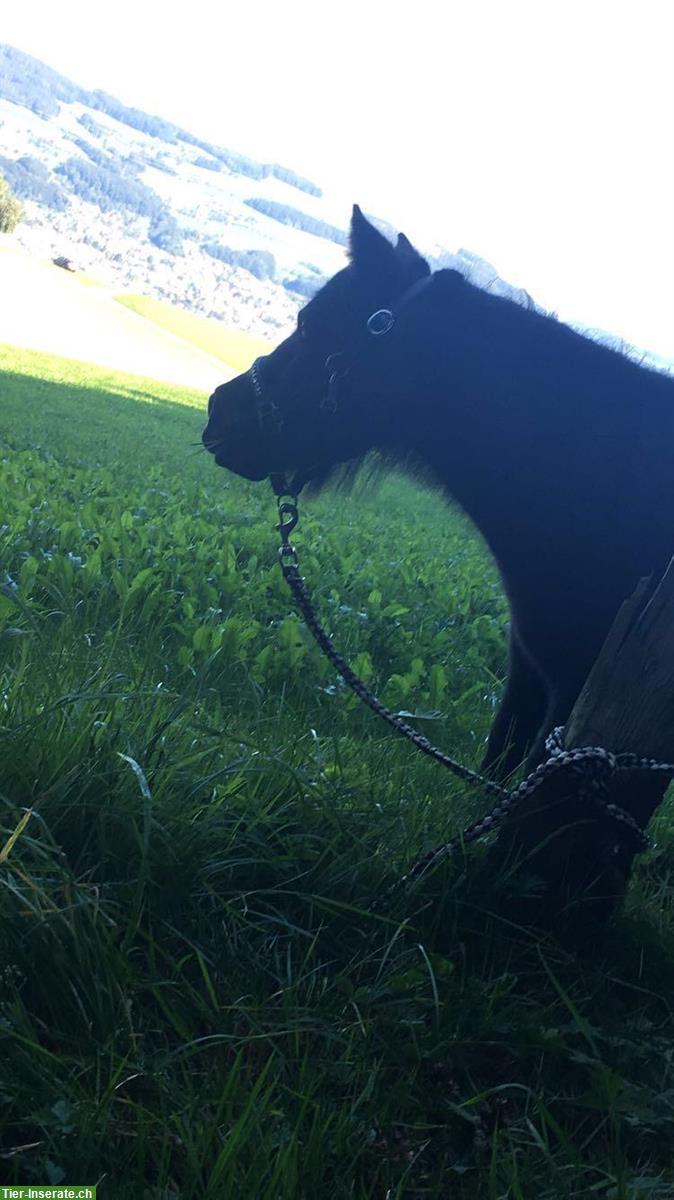 Bild 2: Pflegebeteiligung in Winikon für Mini Shetty Stute