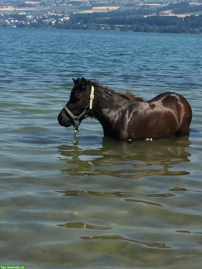 Bild 3: Pflegebeteiligung in Winikon für Mini Shetty Stute