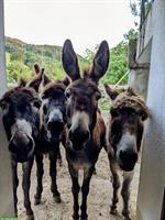 🌿 Suchen Hilfe für Wochenende auf Gnadenhof 🐴🐑🐾