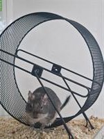 Degu Weibchen sucht dringend Zuhause mit Artgenossen