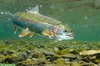 Junge Regenbogenforelle (männlich) als Haustier