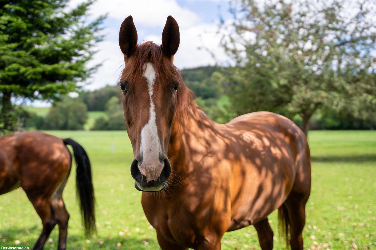 Hannoveraner Stute, 16-jährig, ans Futter abzugeben