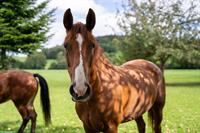 Hannoveraner Stute, 16-jährig, ans Futter abzugeben