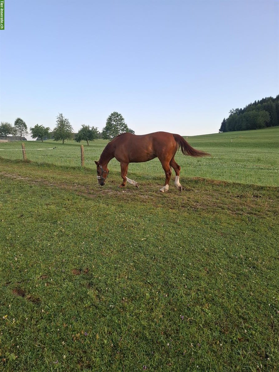 Bild 2: Hannoveraner Stute, 16-jährig, ans Futter abzugeben