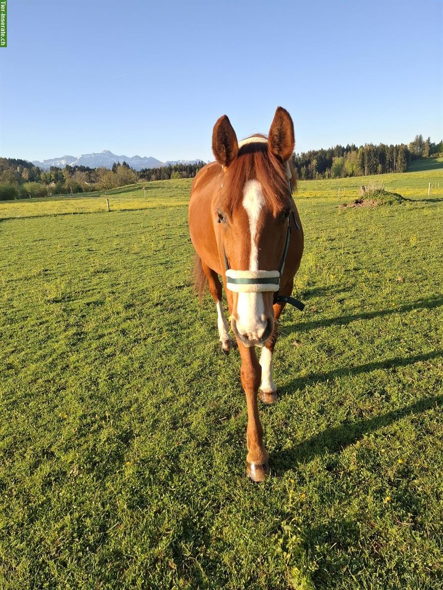 Bild 3: Hannoveraner Stute, 16-jährig, ans Futter abzugeben