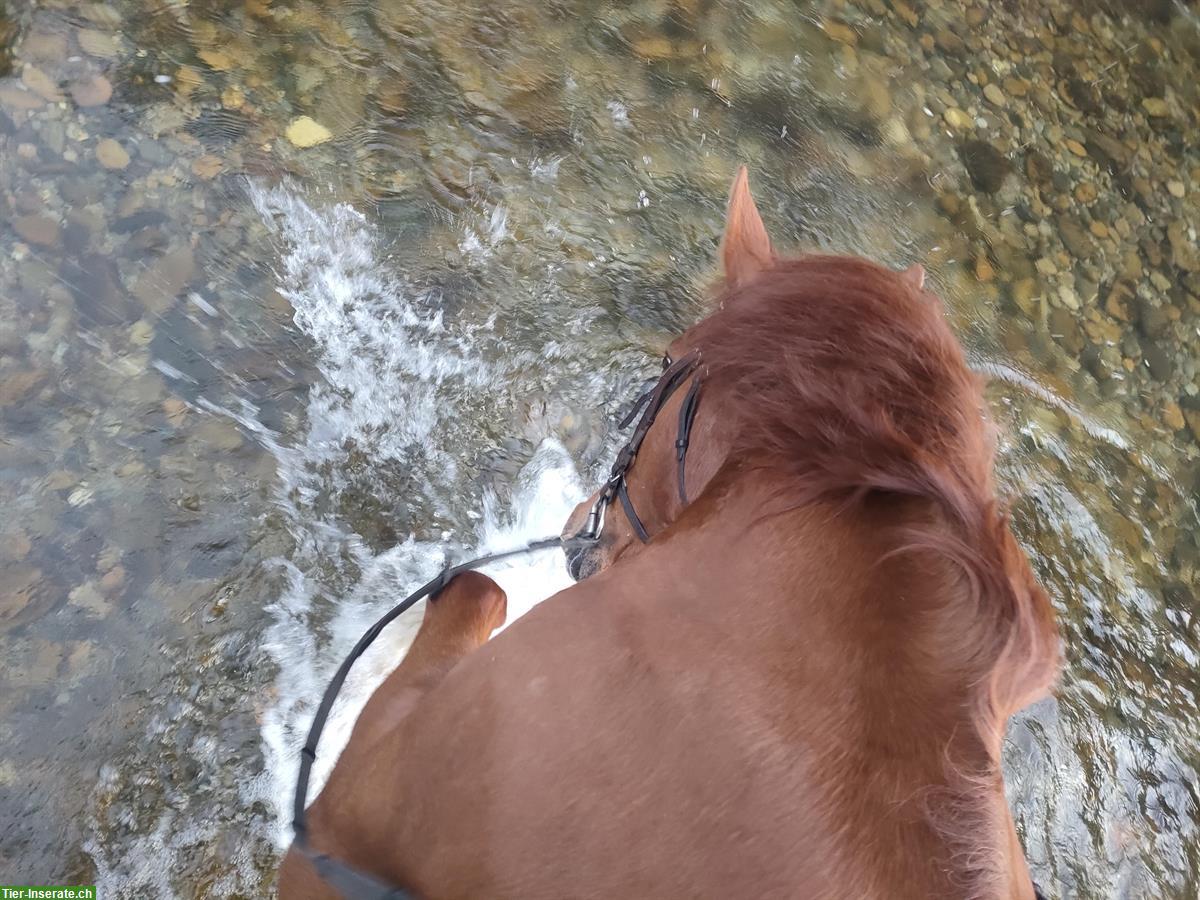 Bild 5: Hannoveraner Stute, 16-jährig, ans Futter abzugeben