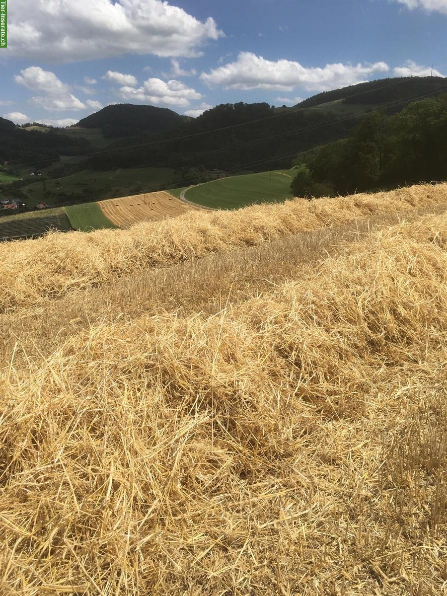 Weizen-Stroh in Kleinballen zu verkaufen