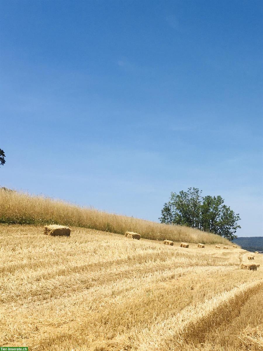 Bild 2: Weizen-Stroh in Kleinballen zu verkaufen