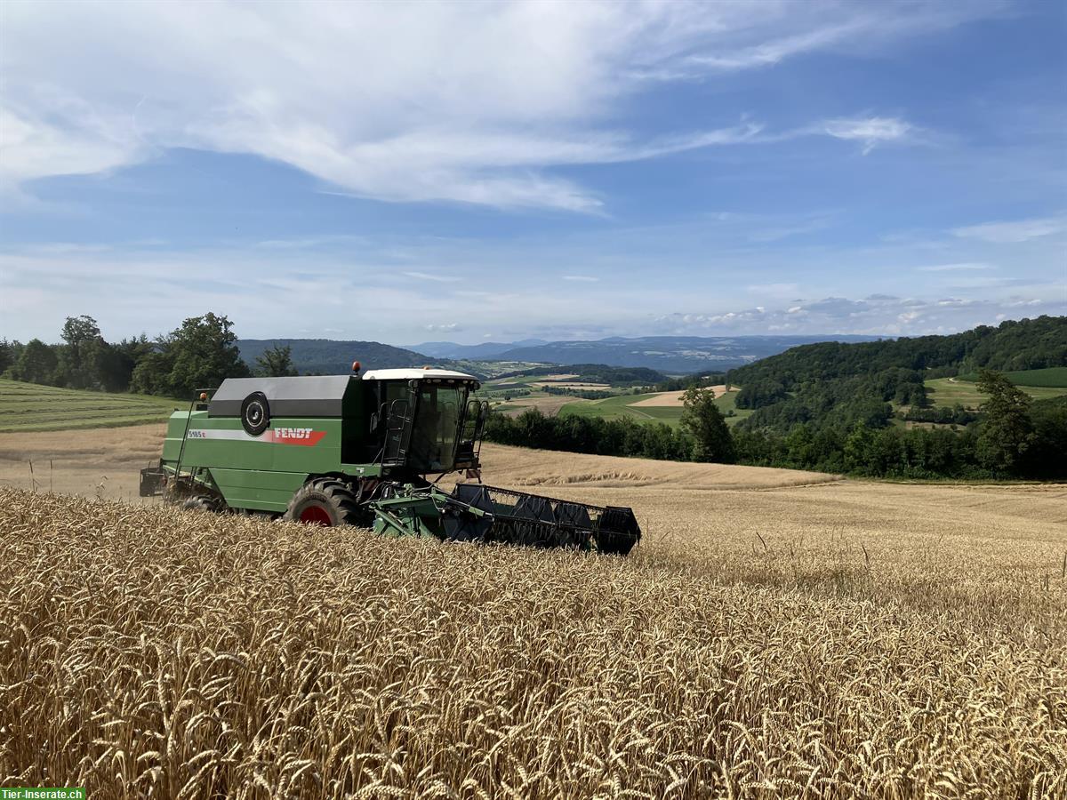 Bild 3: Weizen-Stroh in Kleinballen zu verkaufen