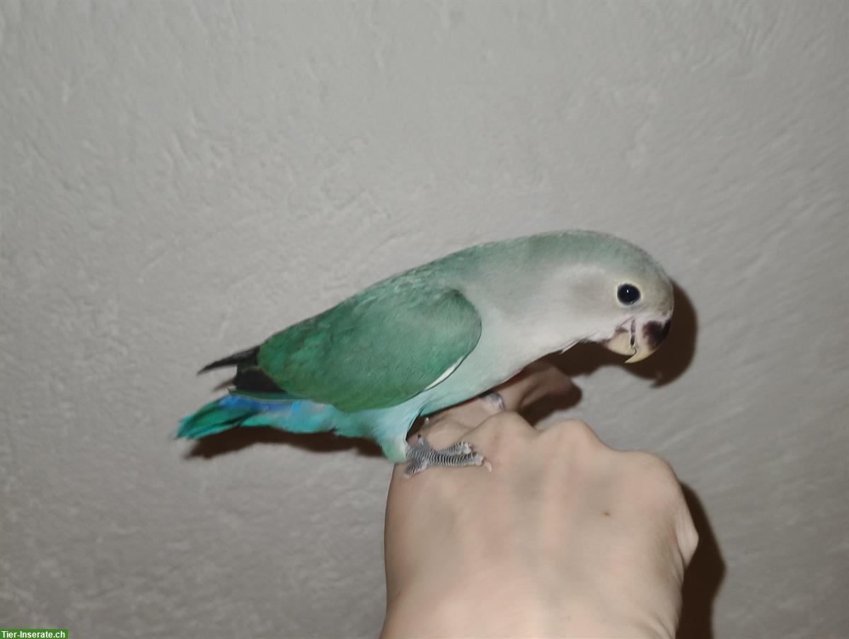 Handzahmer Agapornid sucht Artgenossen