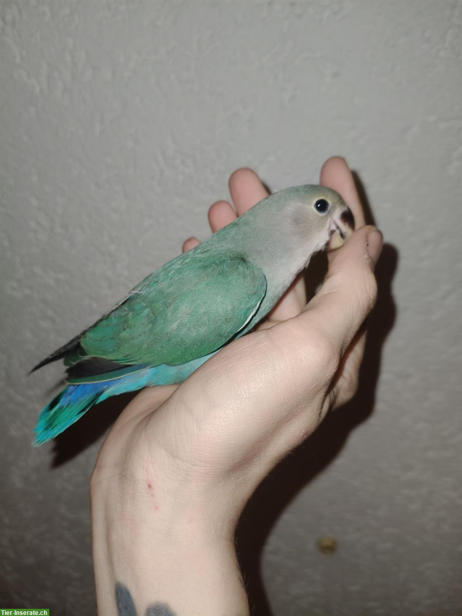 Bild 2: Handzahmer Agapornid sucht Artgenossen