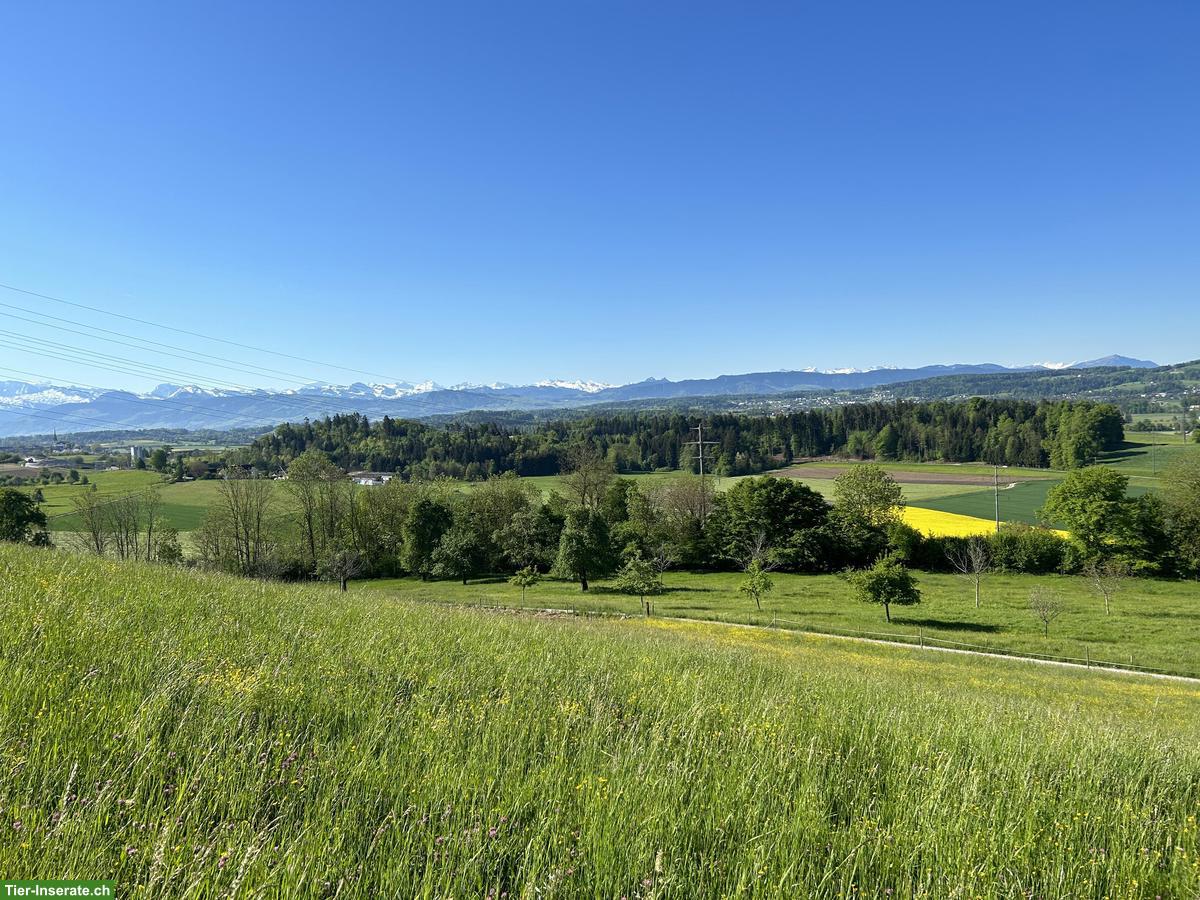 Stundenweise Stallaushilfe gesucht für Pensionsstall im ZH-Oberland