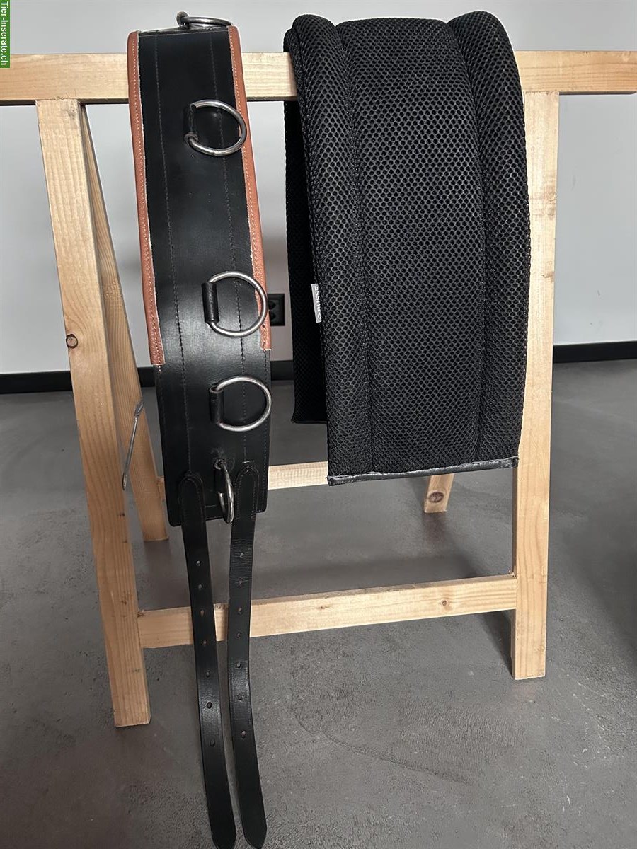 Longiergurt Cob mit Unterlage zu verkaufen