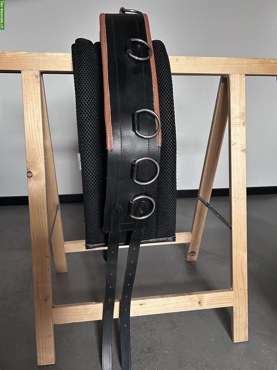 Bild 2: Longiergurt Cob mit Unterlage zu verkaufen