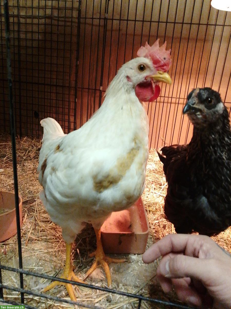 Junger Hahn sucht gutes Zuhause