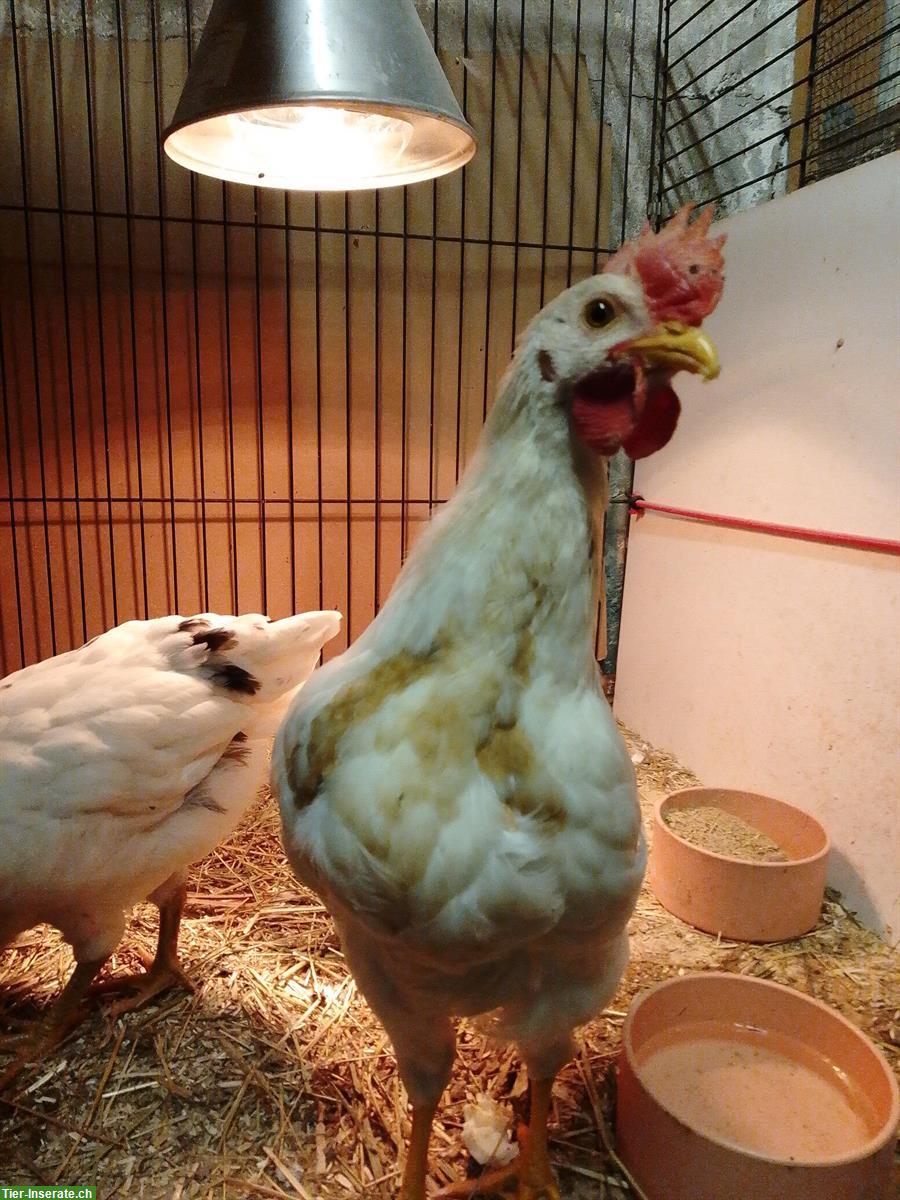 Bild 2: Junger Hahn sucht gutes Zuhause