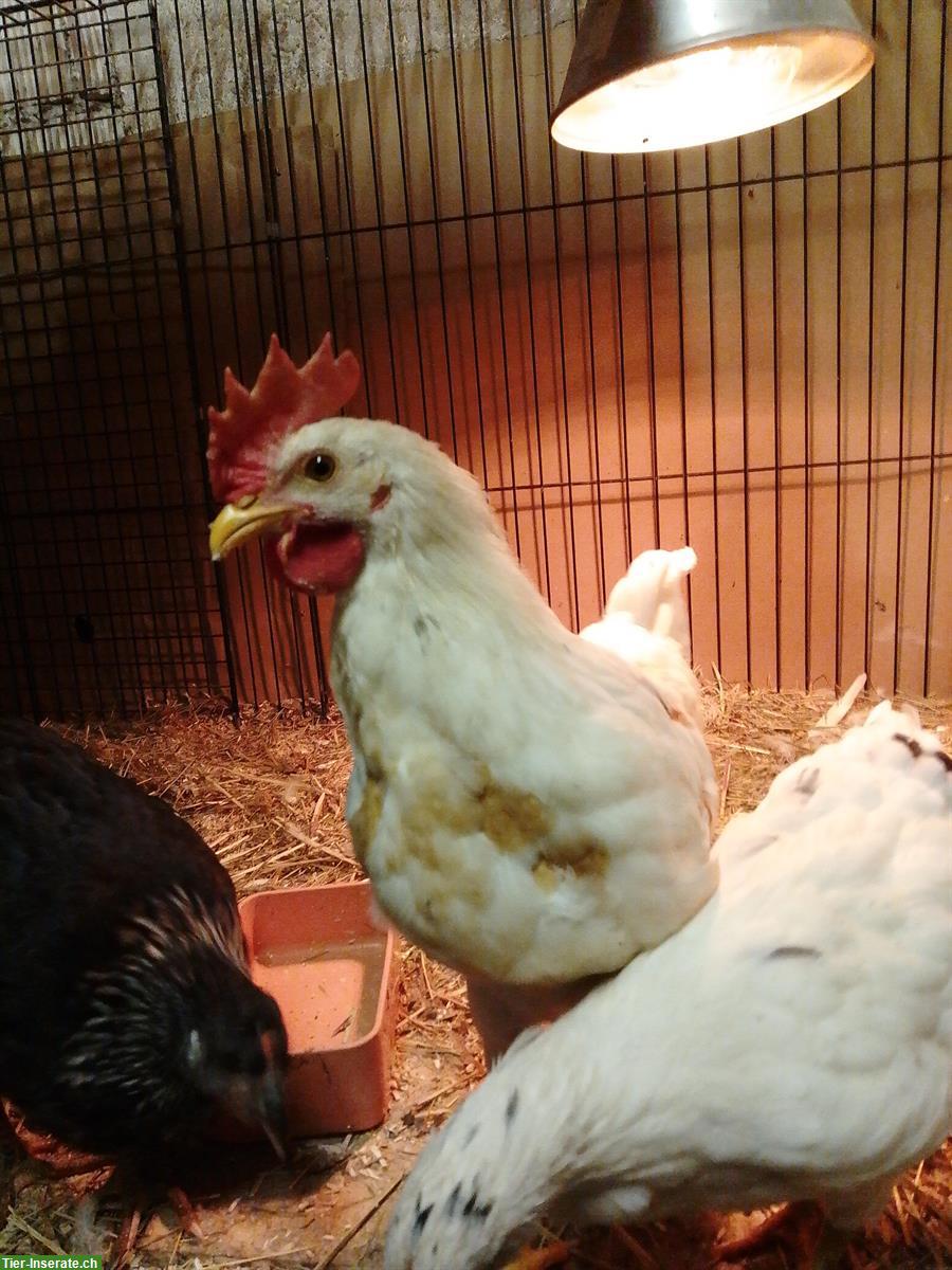 Bild 3: Junger Hahn sucht gutes Zuhause