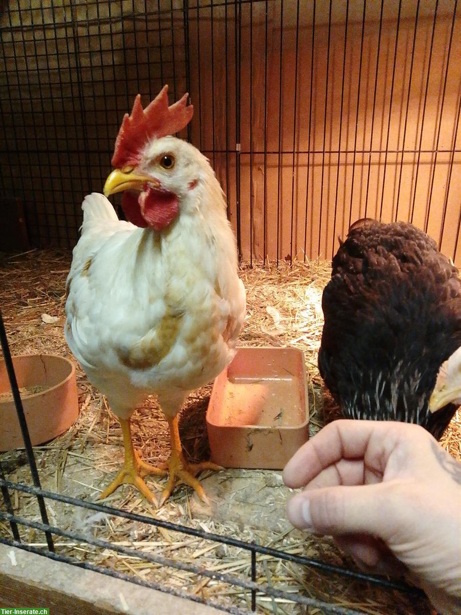 Bild 4: Junger Hahn sucht gutes Zuhause