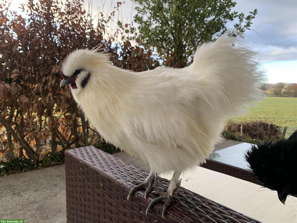 Junger Zwergseidenhahn, weiss, friedlich, aus Kunstbrut