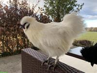 Junger Zwergseidenhahn, weiss, friedlich, aus Kunstbrut