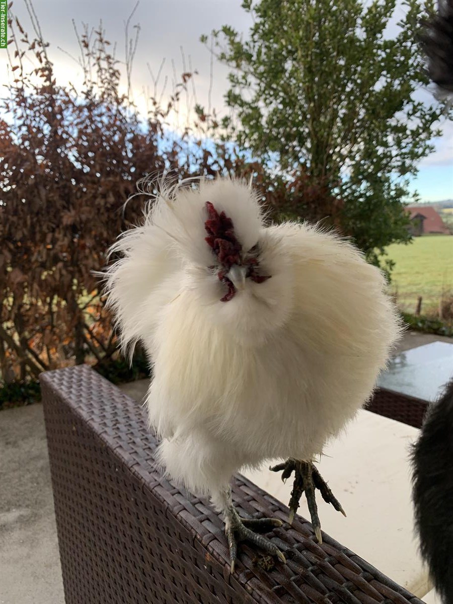 Bild 2: Junger Zwergseidenhahn, weiss, friedlich, aus Kunstbrut