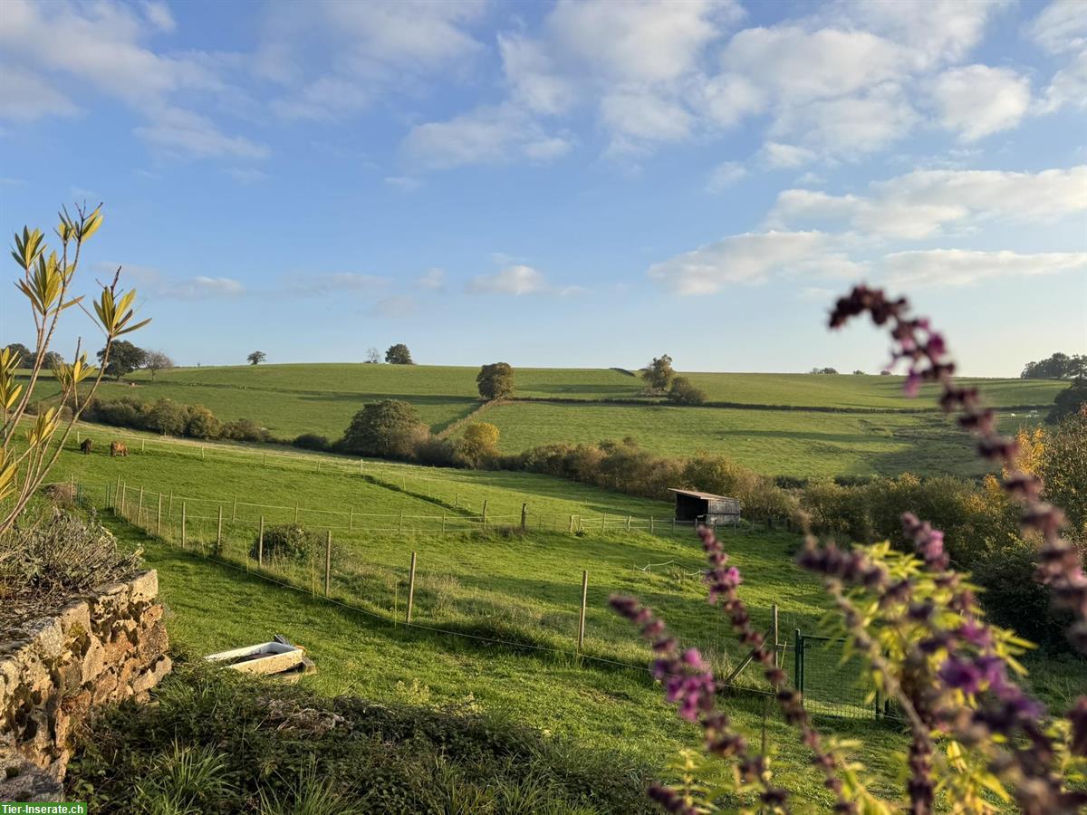 Naturhof in sonniger Alleinlage - Südburgund, Frankreich